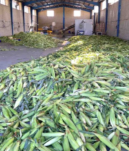 خط تفکیک ذرت